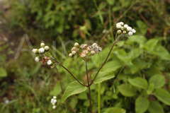 Ageratum conyzoides